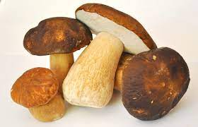 porcini